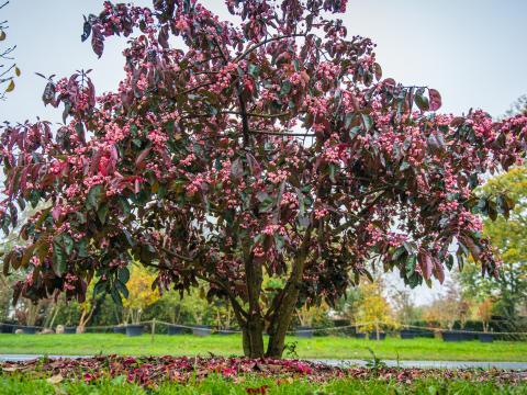 Euonymus_carnosus_FoxPride