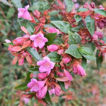 Abelia 'Edward Goucher'
