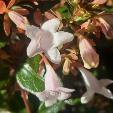 Abelia grandiflora ( x )