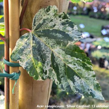 Acer conspicuum  'Silver Cardinal'