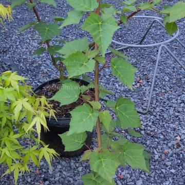 Acer davidii subsp. grosseri