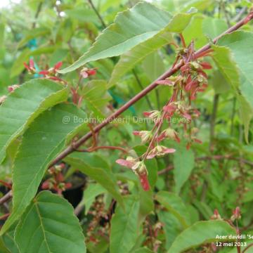 Acer davidii 'Serpentine'