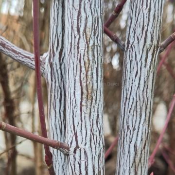 Acer davidii 'Viper' ®