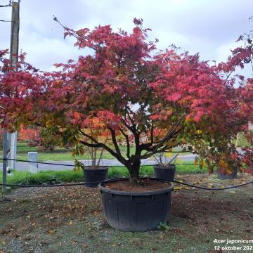 Acer japonicum 'Aconitifolium'