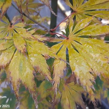 Acer palmatum '9001'