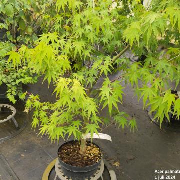 Acer palmatum 'Arakawa'