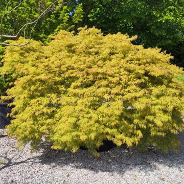 Acer palmatum 'Dissectum'