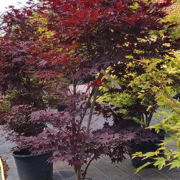 Acer palmatum 'Fireglow'
