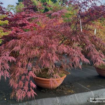 Acer palmatum 'Inaba-Shidare'