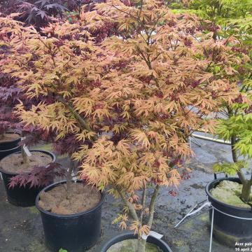 Acer palmatum 'Kasagi Yama'