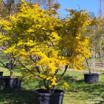 Acer palmatum 'Orange Dream'