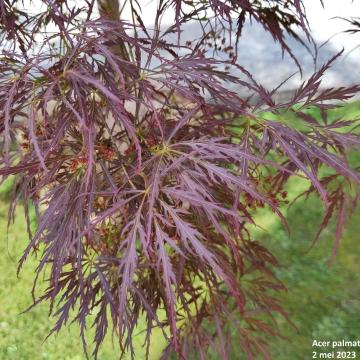 Acer palmatum 'Ornatum'