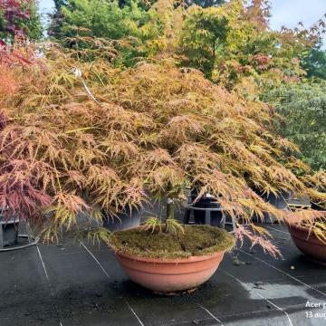 Acer palmatum 'Ornatum'