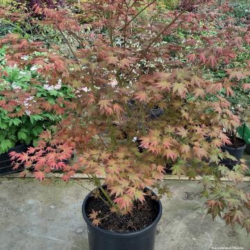 Acer palmatum 'Phoenix'