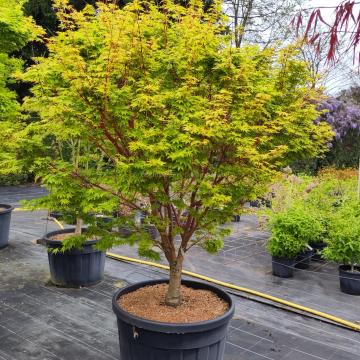 Acer palmatum 'Sangokaku'