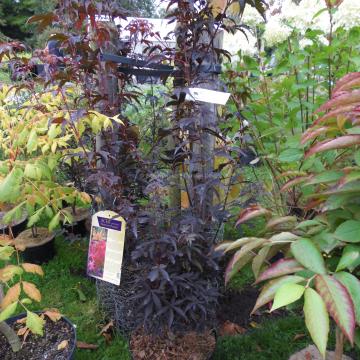 Acer palmatum 'Skeeter's Broom'