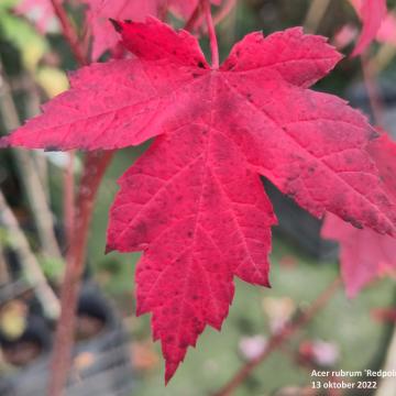 Acer rubrum 'Redpointe' ®
