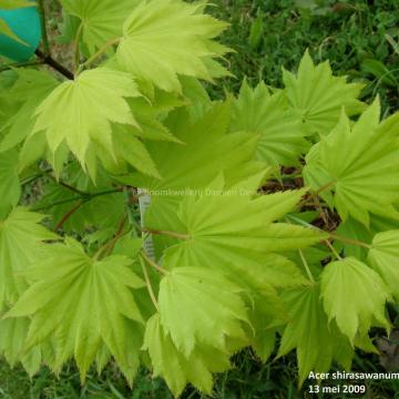 Acer shirasawanum 'Aureum'