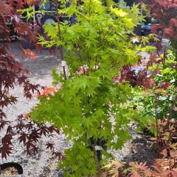 Acer shirasawanum 'Jordan'