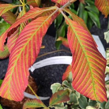 Aesculus 'Chocolate Autumn'