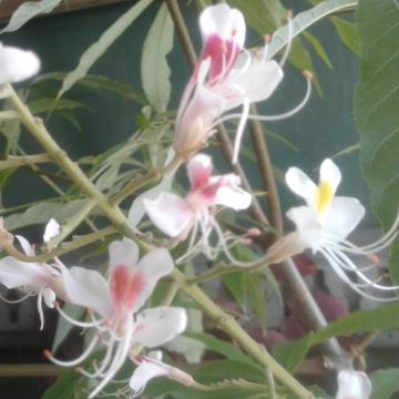 Aesculus indica 'Sydney Pearce'