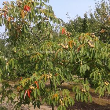 Aesculus neglecta 'Autumn Fire' (x)