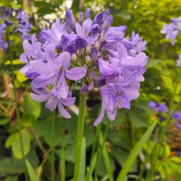 Agapanthus 'Blue Curaçao' ®