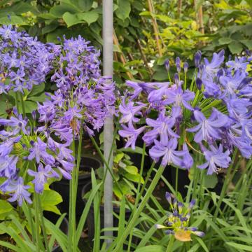 Agapanthus 'Carta' ®