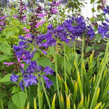 Agapanthus 'Maurice'
