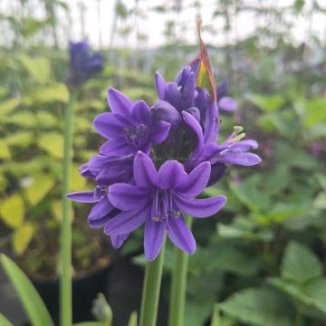 Agapanthus 'Pino' ®
