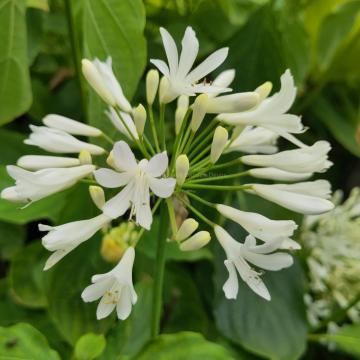 Agapanthus 'Stephanie's charm'