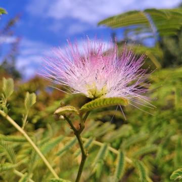 Albizia julibrissin