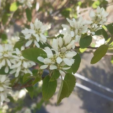 Amelanchier alnifolia 'Obelisk' ®