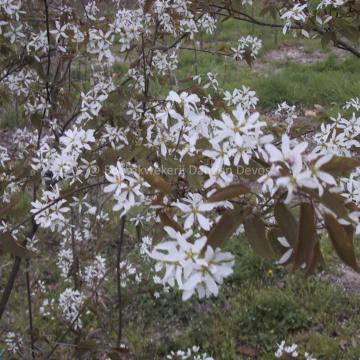 Amelanchier arborea 'Robin Hill'