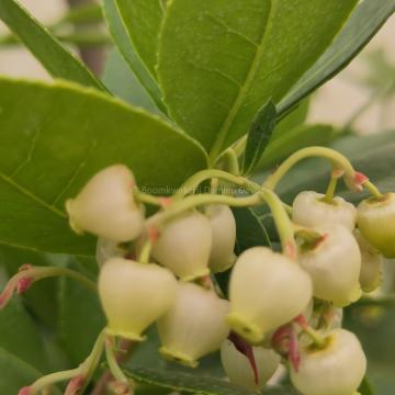 Arbutus unedo 'Peace & Love'
