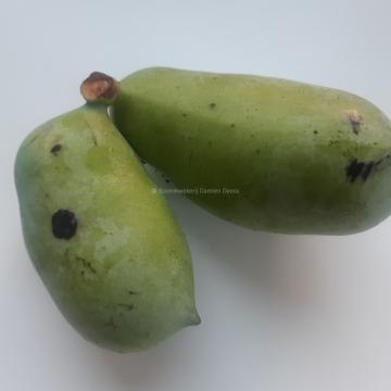 Asimina triloba 'Sunflower' (from seed)