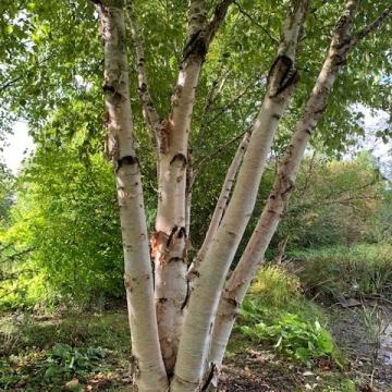 Betula albosinensis 'Fascination'