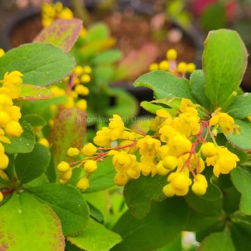 Berberis 'Georgei'