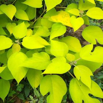 Broussonetia papyrifera 'Golden Shadow'