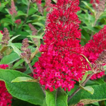 Buddleja davidii 'Butterfly Candy Little Ruby' (PRB)