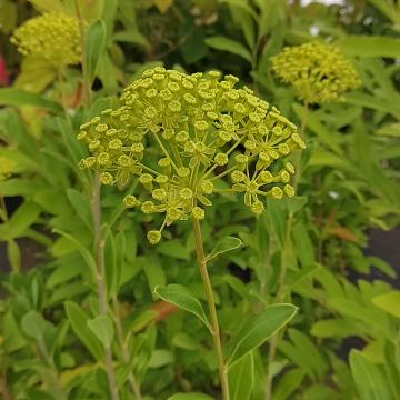 Bupleurum fruticosum