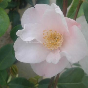 Camellia 'Cinnamon Scentsation'