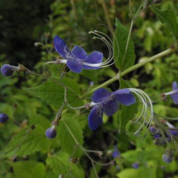 Caryopteris divaricata