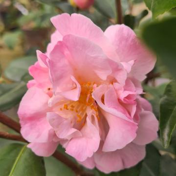 Camellia 'High Fragrance'