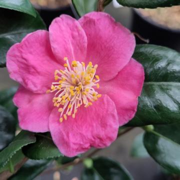 Camellia 'Koto no kaori'