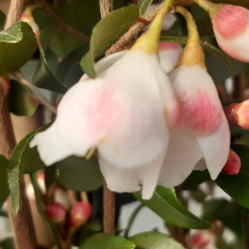 Camellia rosthoriana 'Cupido' ®