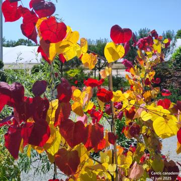 Cercis canadensis 'Eternal Flame'