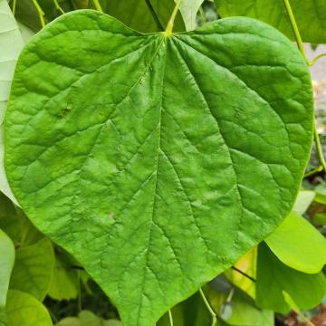 Cercis canadensis 'Golden Falls' ®