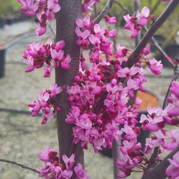 Cercis canadensis 'Red Force'®