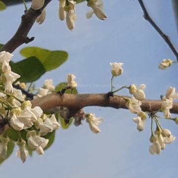 Cercis canadensis 'Royal White'